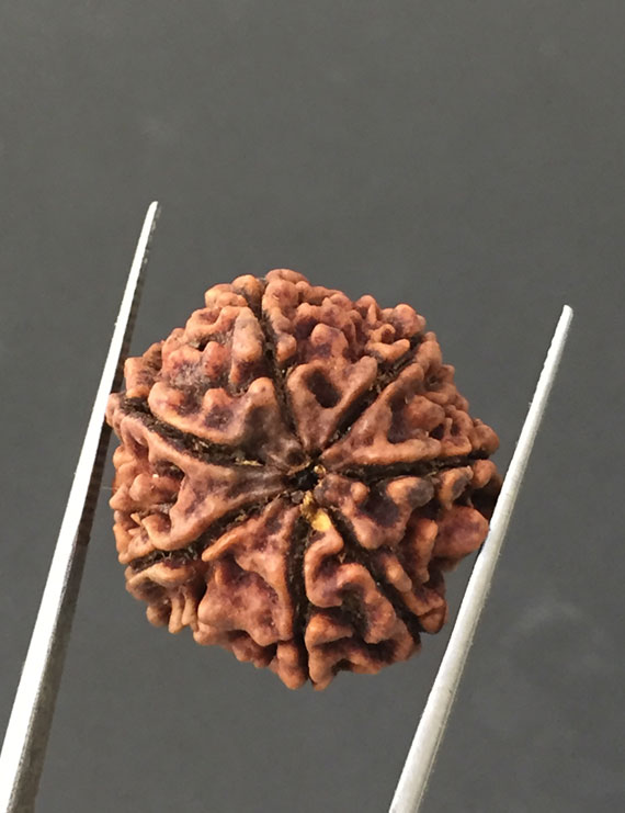 7 Mukhi Certified Nepali Rudraksha Size- 22 mm